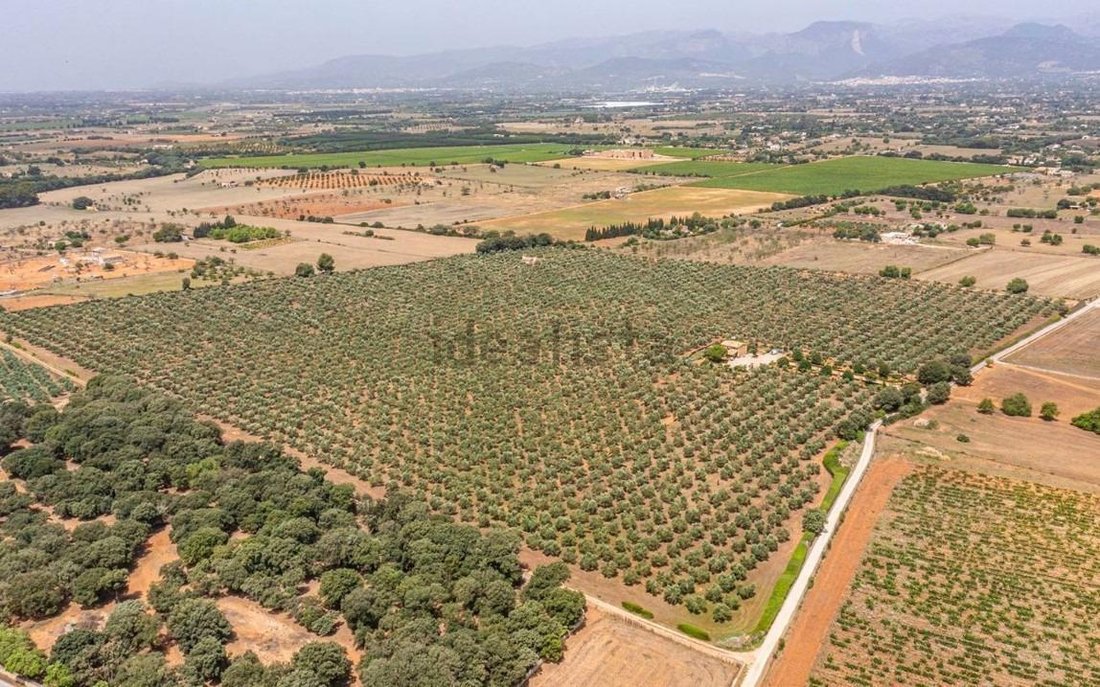 Costitx, Balearic Islands, Spain 1 - 15101137