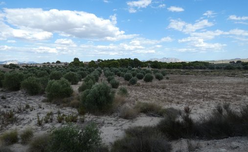 Land in Molina de Segura, Región de Murcia, Spain 1