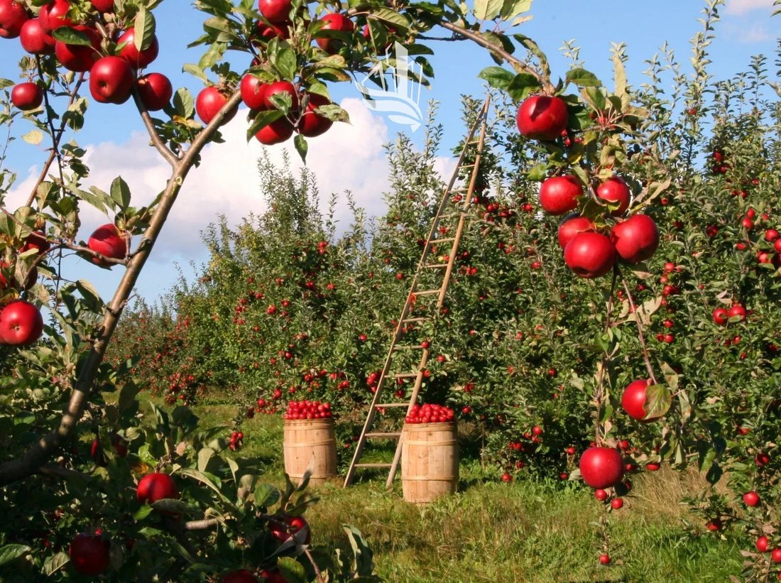 Land in Naturns, Trentino – Alto Adige/Südtirol, Italy 4 - 15098926