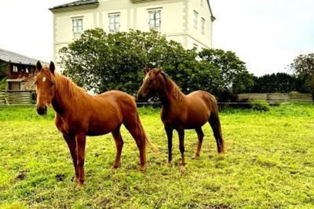 House in Tapia de Casariego, Asturias, Spain 5 - 15061521