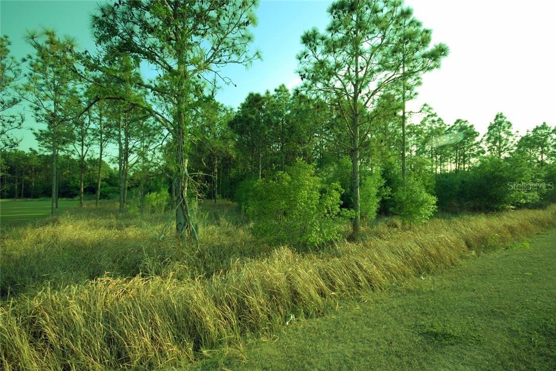 Land in WESLEY CHAPEL, FL, United States 5 - 14634262