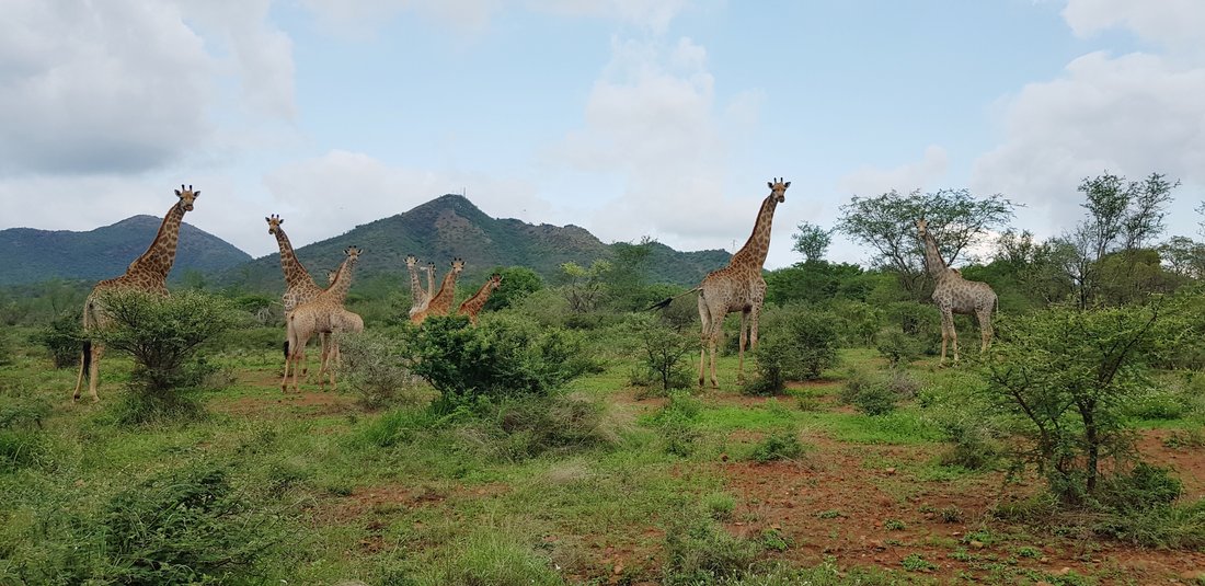 Farm Ranch in Malelane, Mpumalanga, South Africa 1 - 15178094