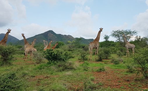 Farm Ranch in Ivaura Estates, Mpumalanga, South Africa 1