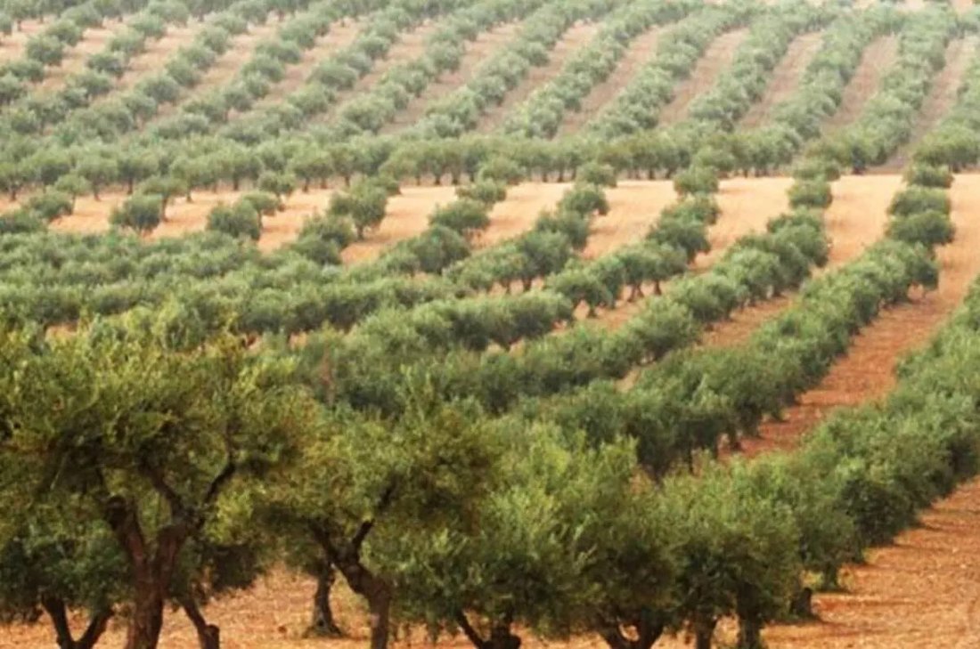 Land in Ferreira do Alentejo e Canhestros, Beja District, Portugal 1 - 15178827