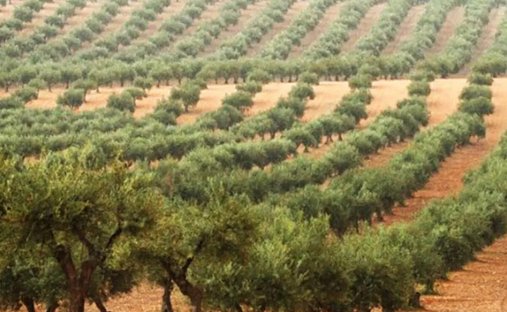Land in Ferreira do Alentejo e Canhestros, Beja District, Portugal 1