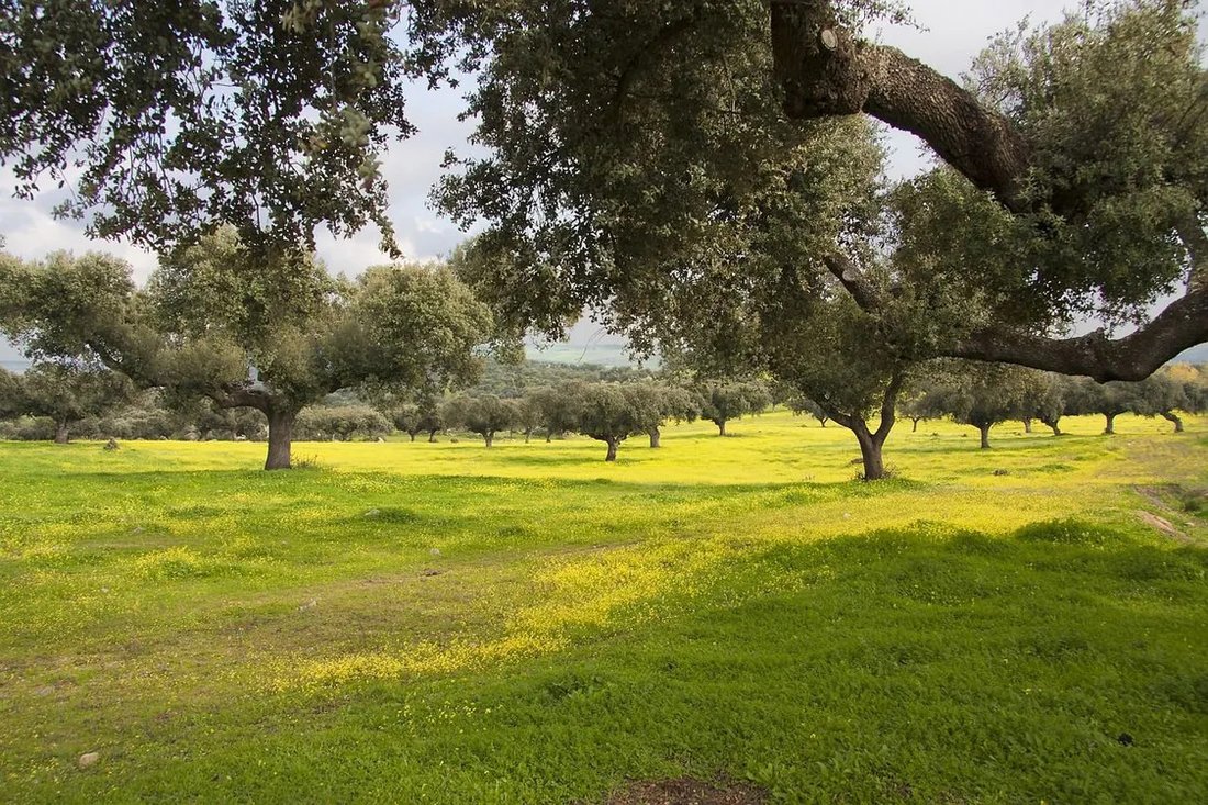 Land in Ferreira do Alentejo e Canhestros, Beja District, Portugal 4 - 15178827