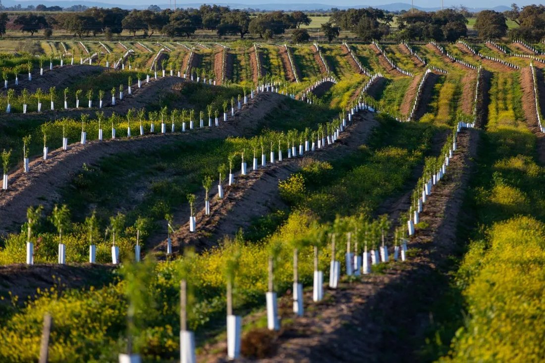 Land in Ferreira do Alentejo e Canhestros, Beja District, Portugal 2 - 15178827