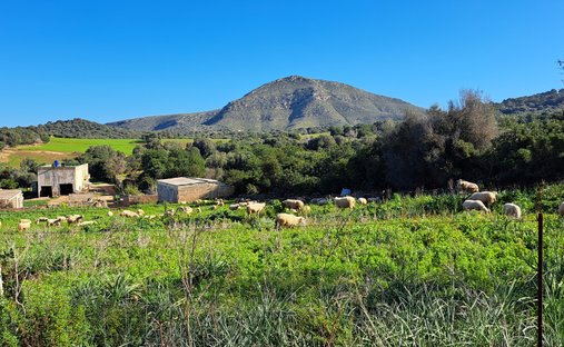 Azienda agricola a Sant Llorenç des Cardassar, Isole Baleari, Spagna 1