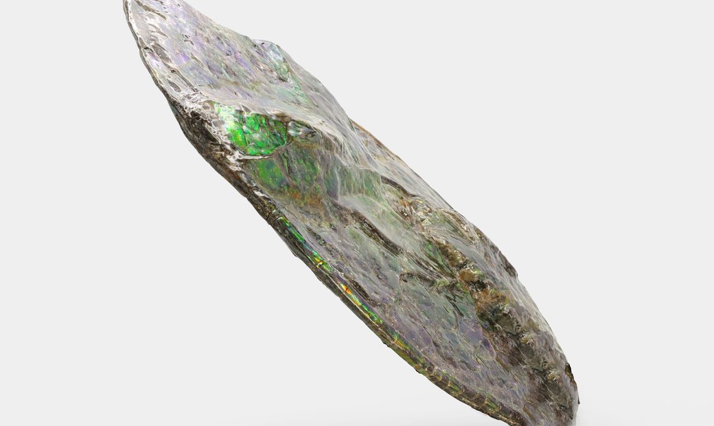 Ammonite (15179884)