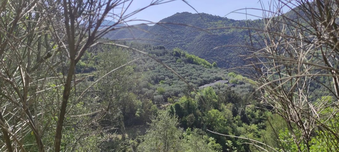 Andere in Apricale, Ligurien, Italien 5 - 12191958