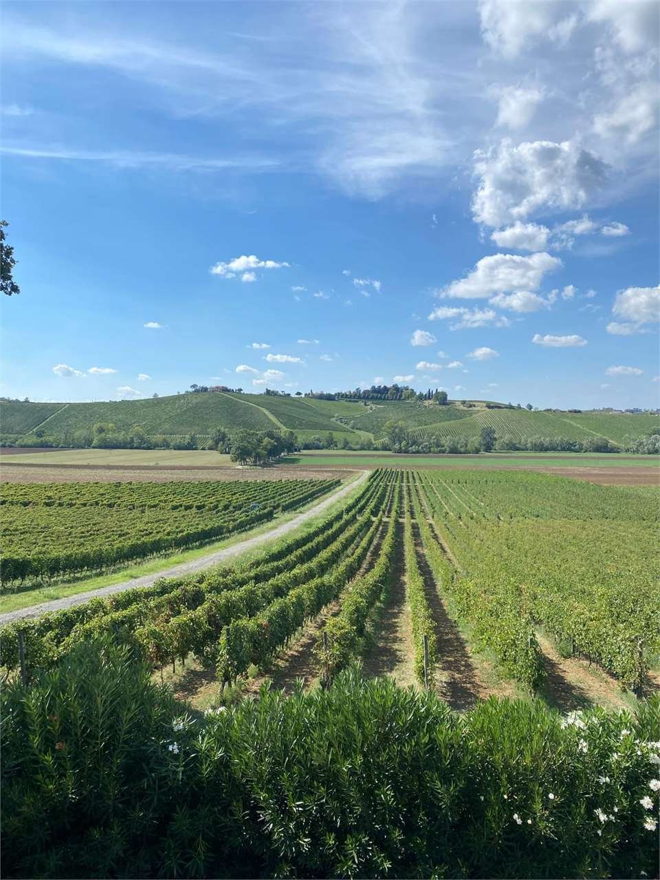 Land in Cavalli - Duomo, Piacenza, Italy 5 - 14373909