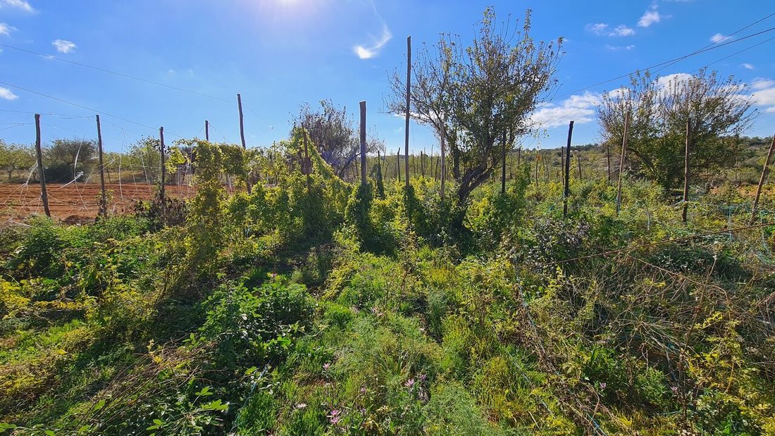 Land in Guia, Algarve, Portugal 5 - 15185122