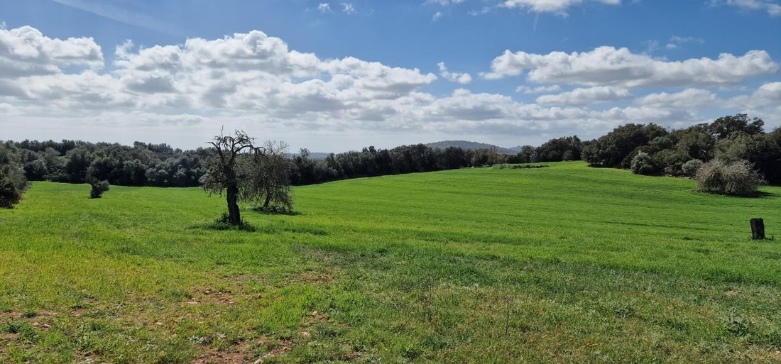 Country House in Manacor, Balearic Islands, Spain 5 - 15192263