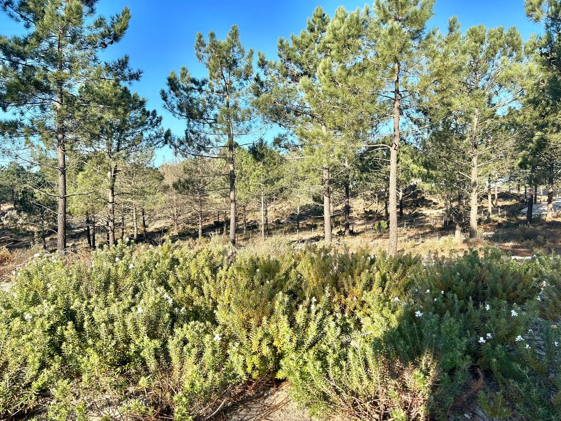 Land in Carvalhal, Setubal, Portugal 1 - 15189127