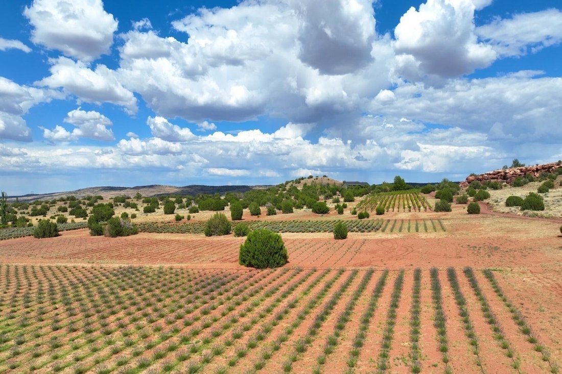 House in Concho, Arizona, United States 5 - 15200208