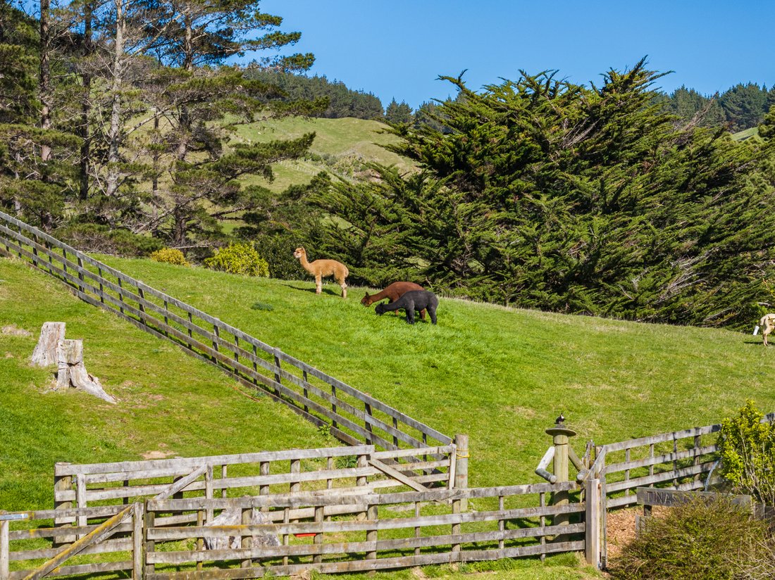 Farm Ranch in Wellington, Wellington, New Zealand 4 - 15203787