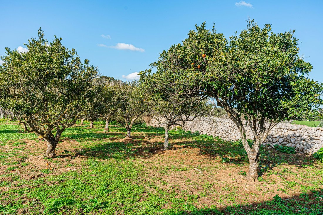 Farm Ranch in Felanitx, Balearic Islands, Spain 4 - 15205517