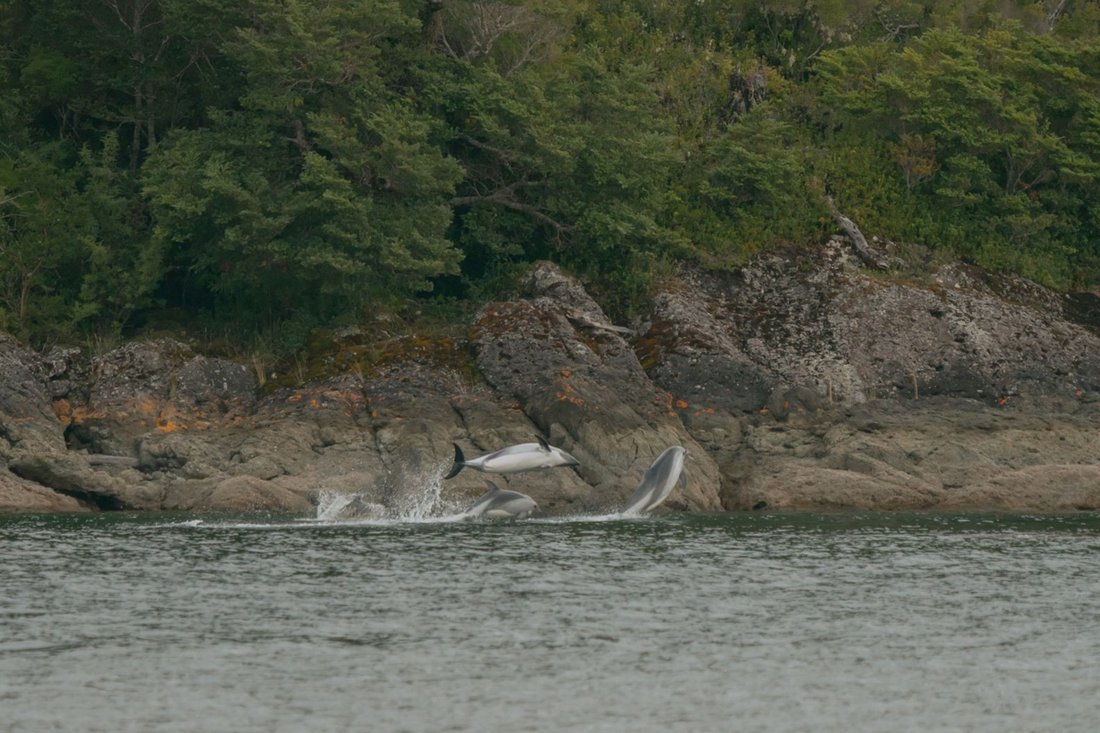 Private Island in Cisnes, Chile 5 - 14615546