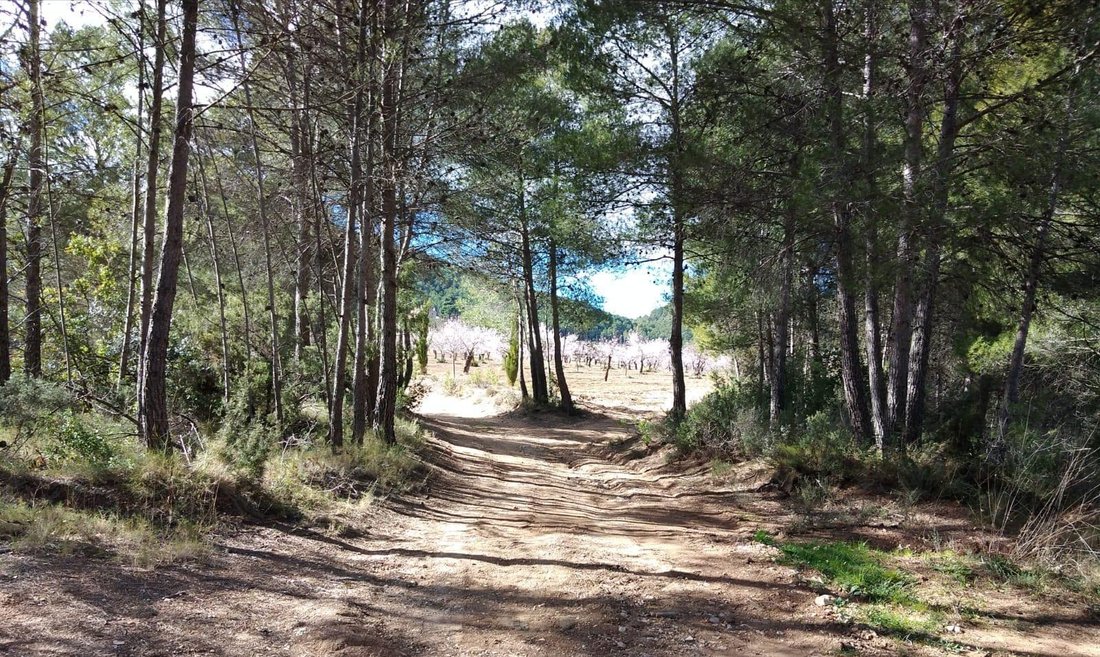Land in Mula, Región de Murcia, Spain 2 - 15216103
