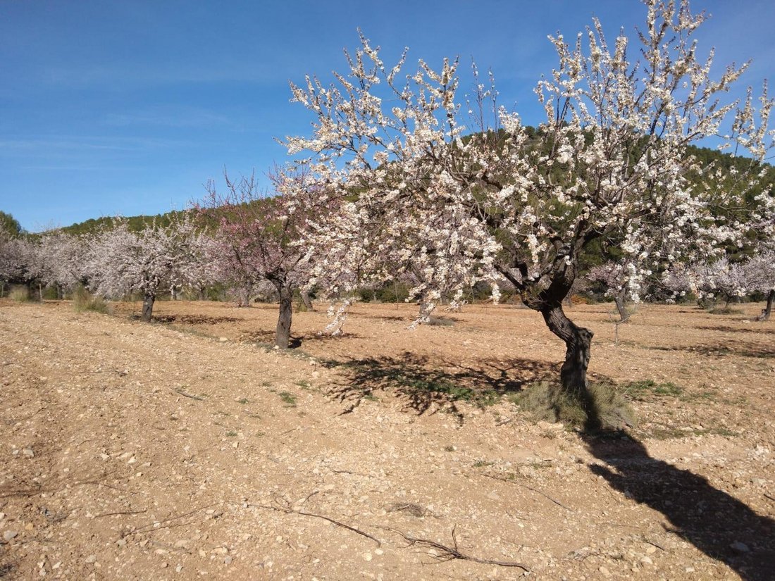 Land in Mula, Región de Murcia, Spain 5 - 15216103