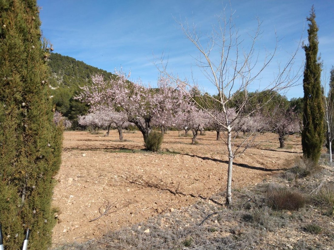 Land in Mula, Región de Murcia, Spain 4 - 15216103