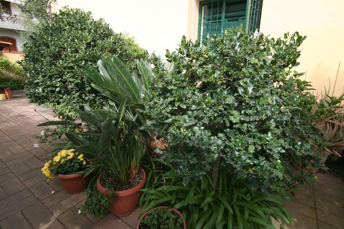 Villa in Marina di Carrara, Tuscany, Italy 3 - 15224022