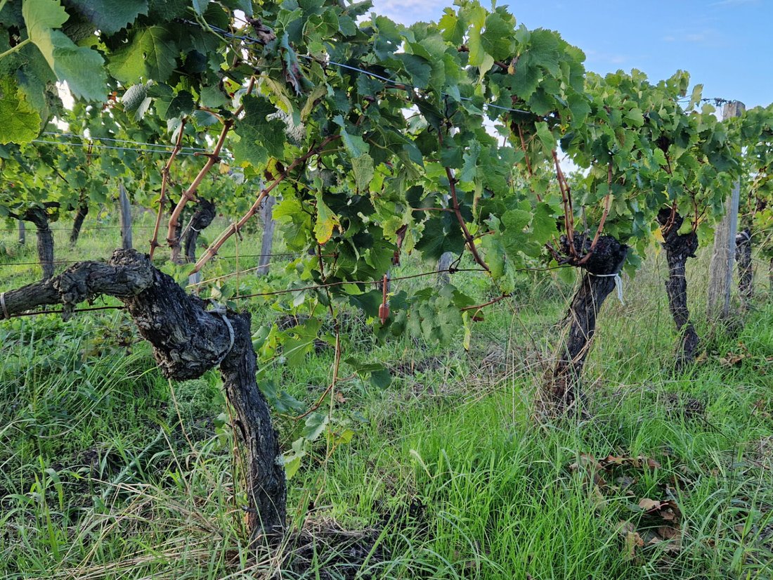 Pomerol’s Hidden Vineyard Jewel – Where Terroir Whispers Legend