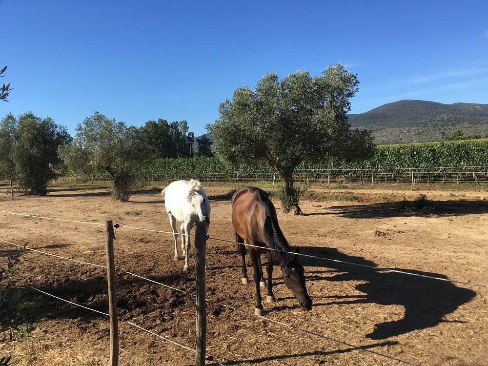 Estate in Grosseto, Tuscany, Italy 2 - 15237295