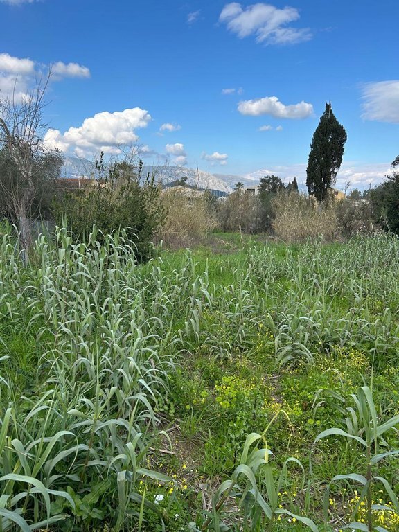 Land in Corfu, Peloponnese, Western Greece and the Ionian, Greece 1 - 15243373