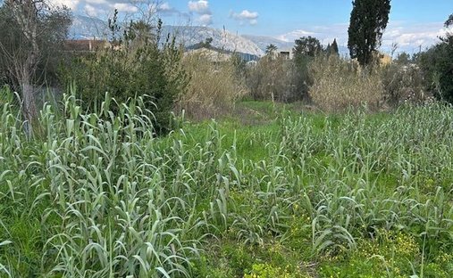 Land in Korfu, Peloponnese, Western Greece and the Ionian, Griechenland 1