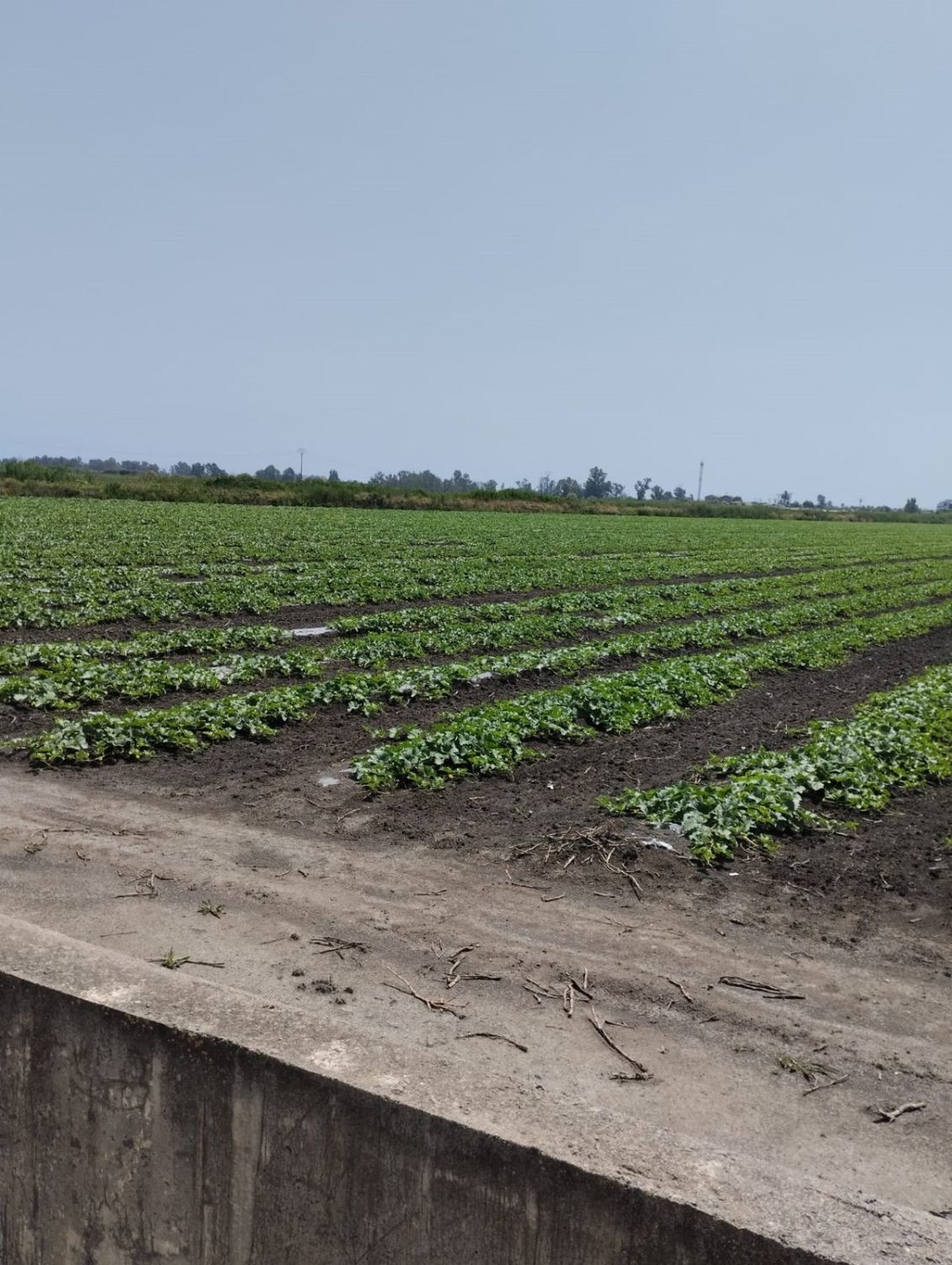 Farm Ranch in la Llosa, Valencian Community, Spain 5 - 15246926