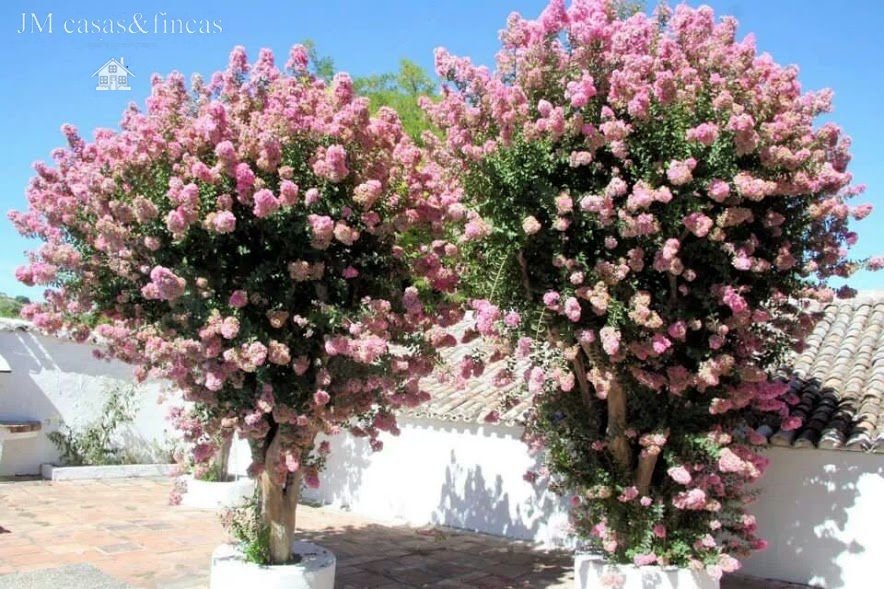 Farm Ranch in Ronda, Andalusia, Spain 4 - 15247545