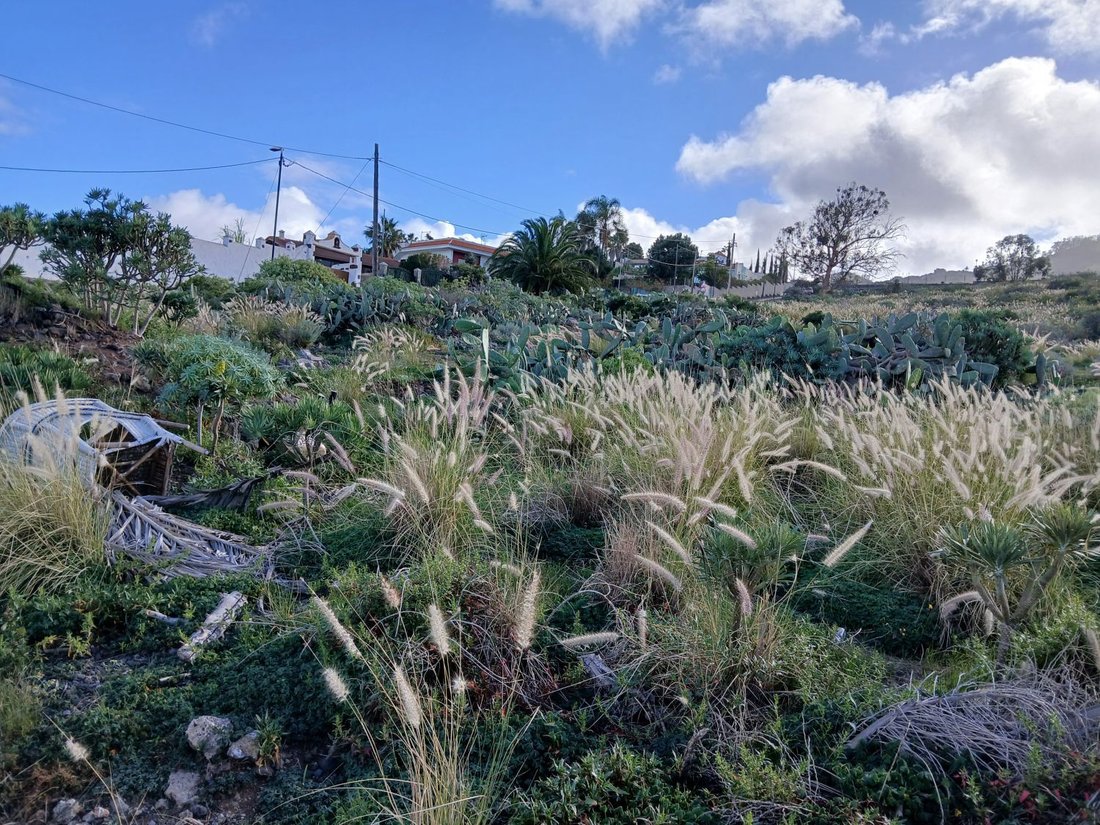 Farm Ranch in Tacoronte, Canary Islands, Spain 4 - 15246410
