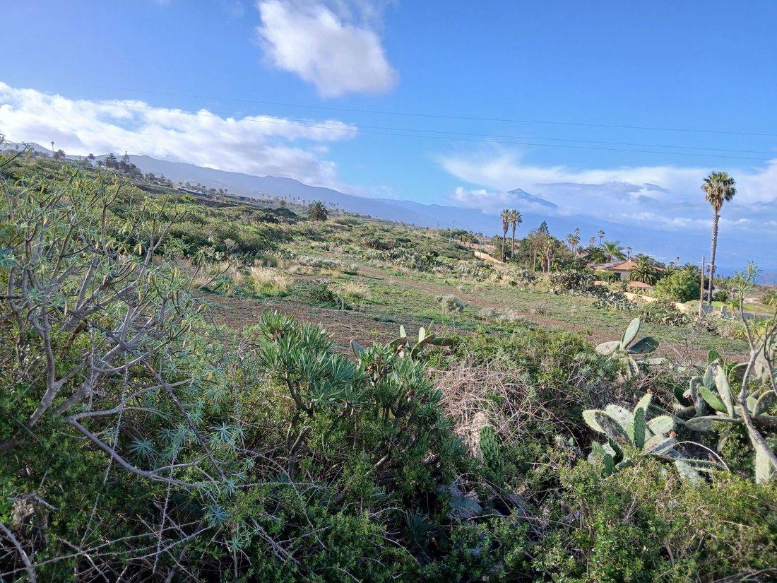 Farm Ranch in Tacoronte, Canary Islands, Spain 2 - 15246410