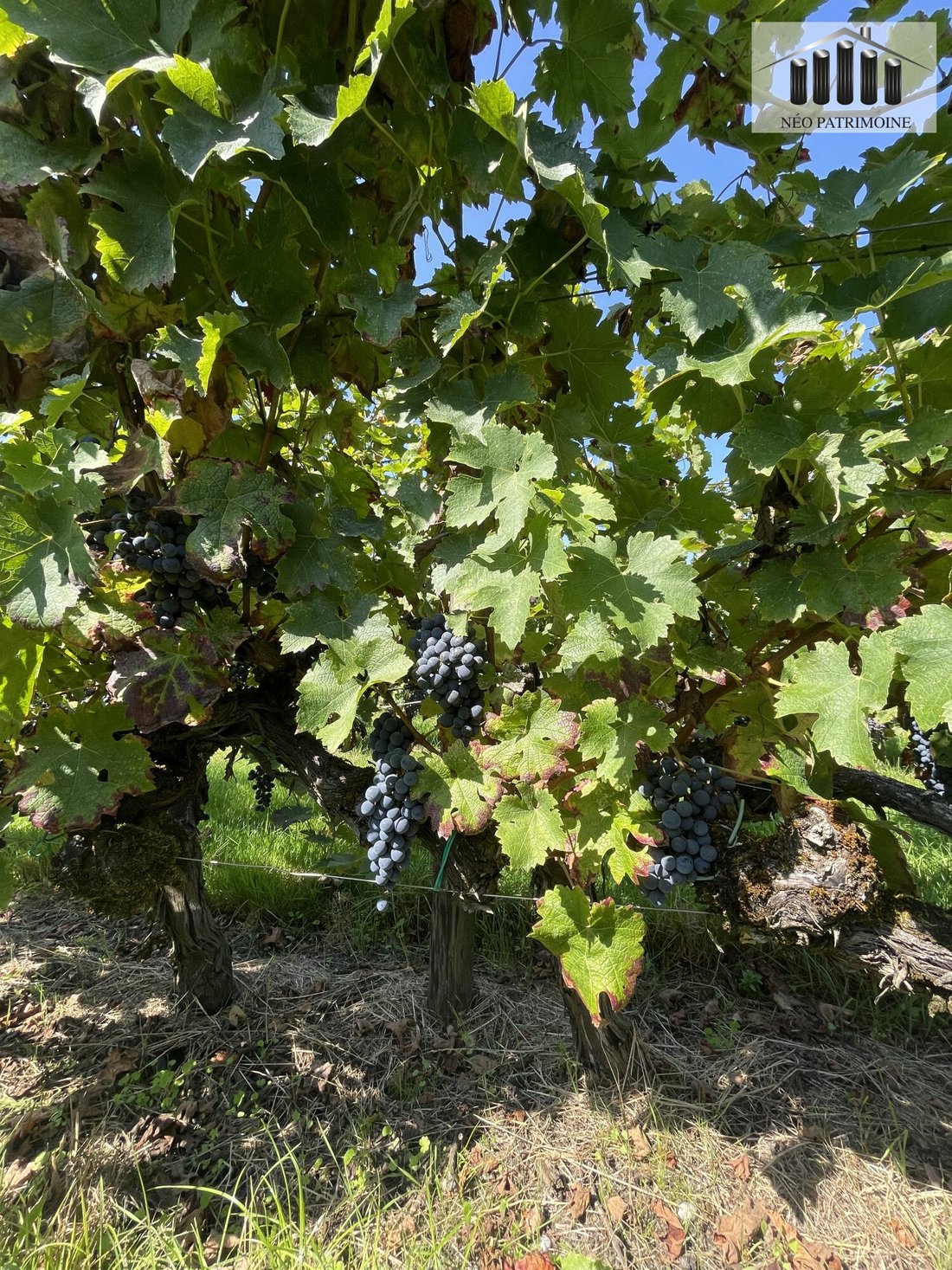 Cubnezais: A Five-Generation Legacy of Vine & Stone in Bordeaux’s Golden Heart