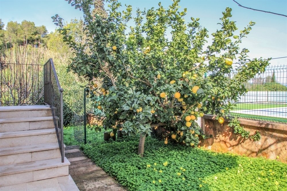 Villa in Alcudia, Balearic Islands, Spain 3 - 15255044