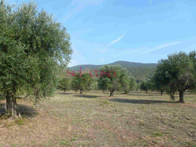 Country House in Castle of Castiglione, Castiglione della Pescaia, Tuscany 2 - 15251767