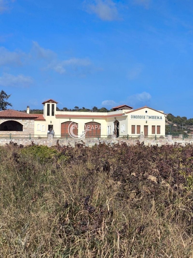 Spata-Loutsa, Attica, Greece 3 - 15250839