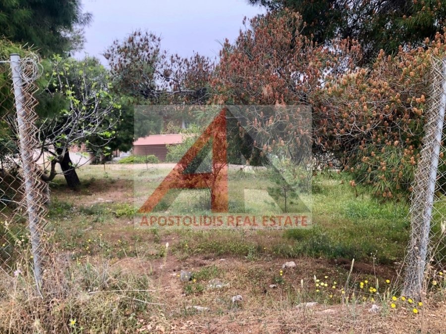 Altro a Markopoulo Mesogaias, Attica, Grecia 5 - 15262536