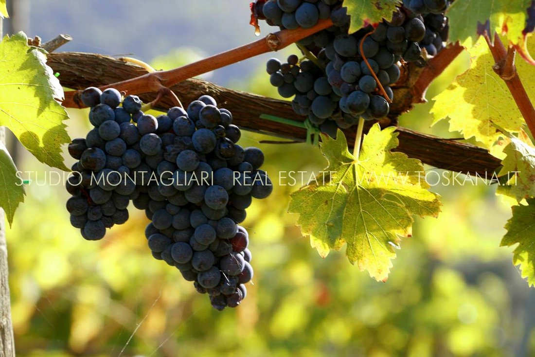 Farm Ranch in Gaiole in Chianti, Tuscany, Italy 2 - 15288460