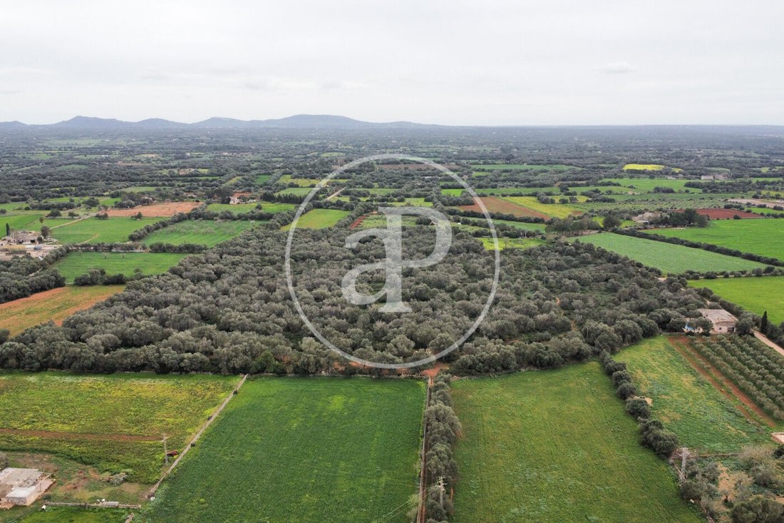 Land in Felanitx, Balearic Islands, Spain 2 - 15298115