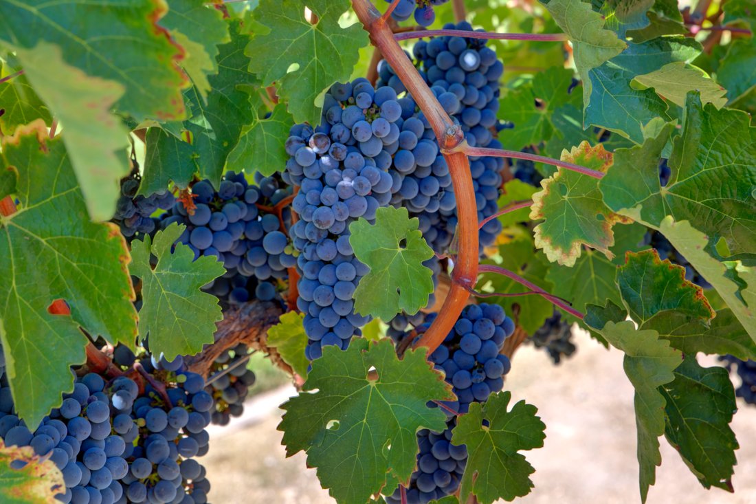 House in Napa, California, United States 5 - 15296420
