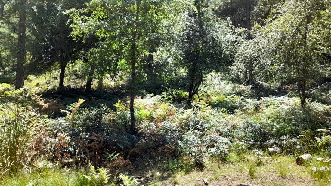 Finca à Siles, Andalousie, Espagne 3 - 15305399