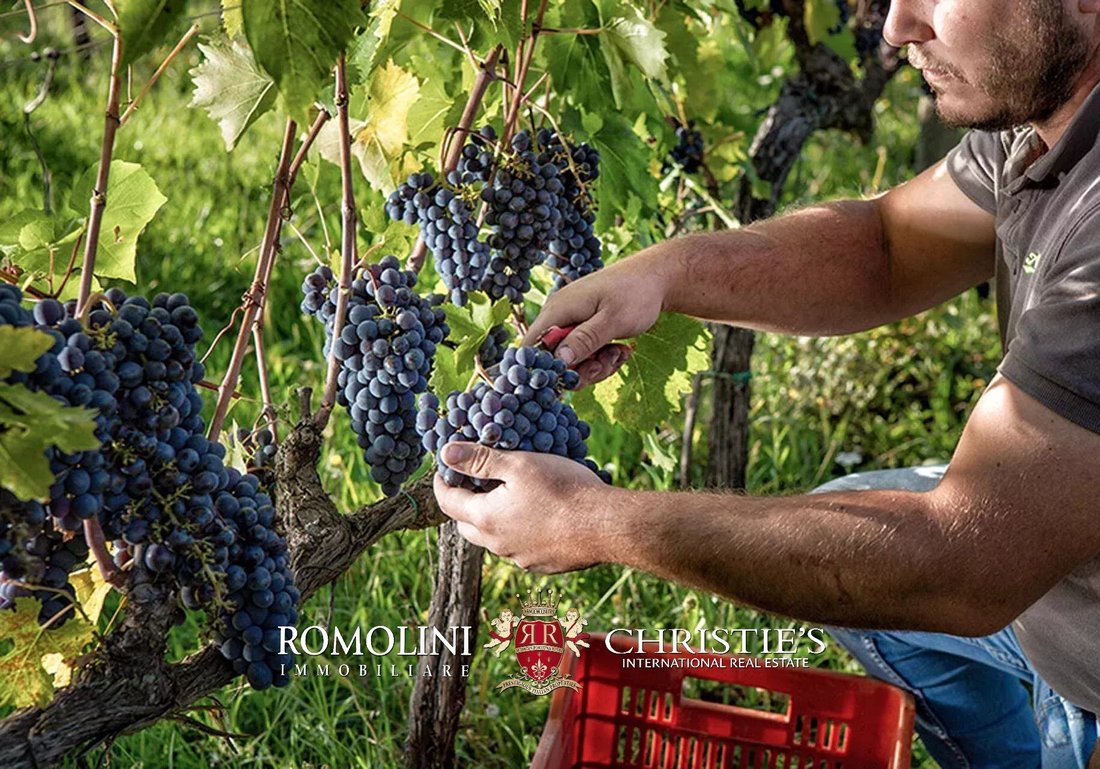 Farm Ranch in Montepulciano, Tuscany, Italy 4 - 12229680