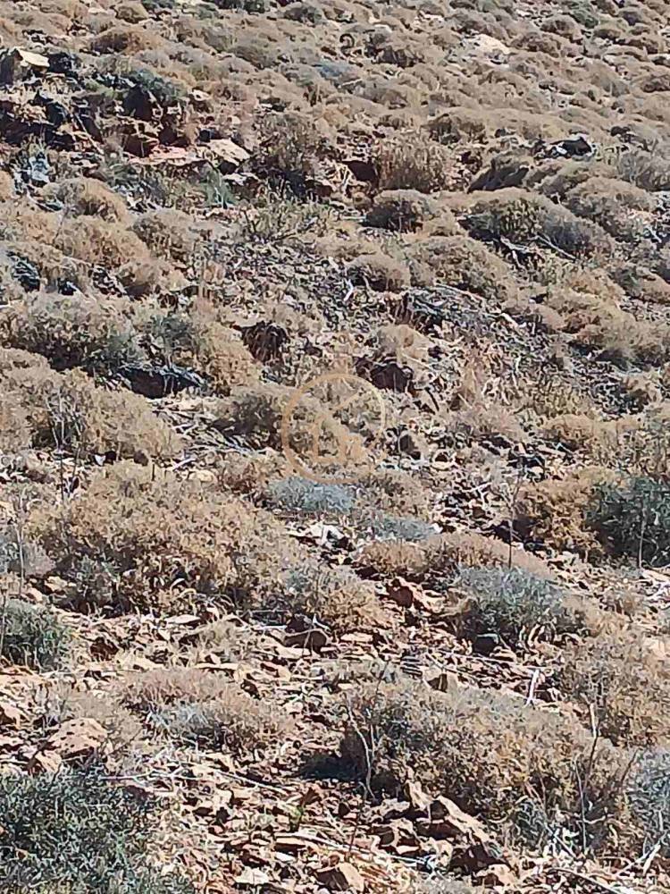Land in Serifos, Aegean, Greece 5 - 15312983