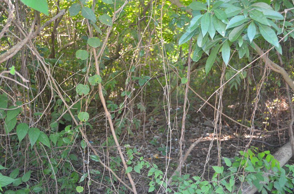 Terreno a Alma Tulum Hotel, Quintana Roo, Messico 2 - 15228519