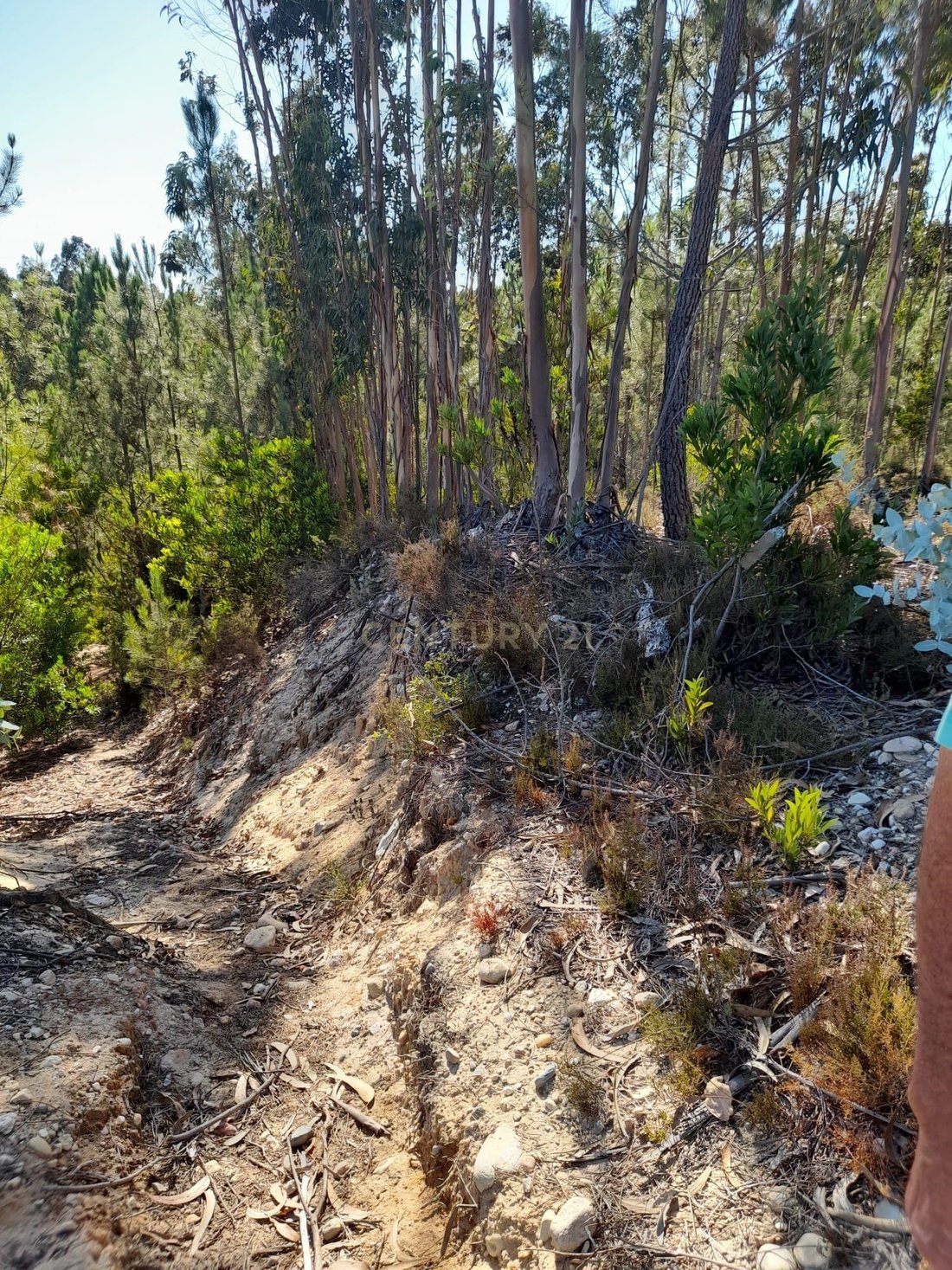 Land in Marrazes, Leiria District, Portugal 2 - 15331735