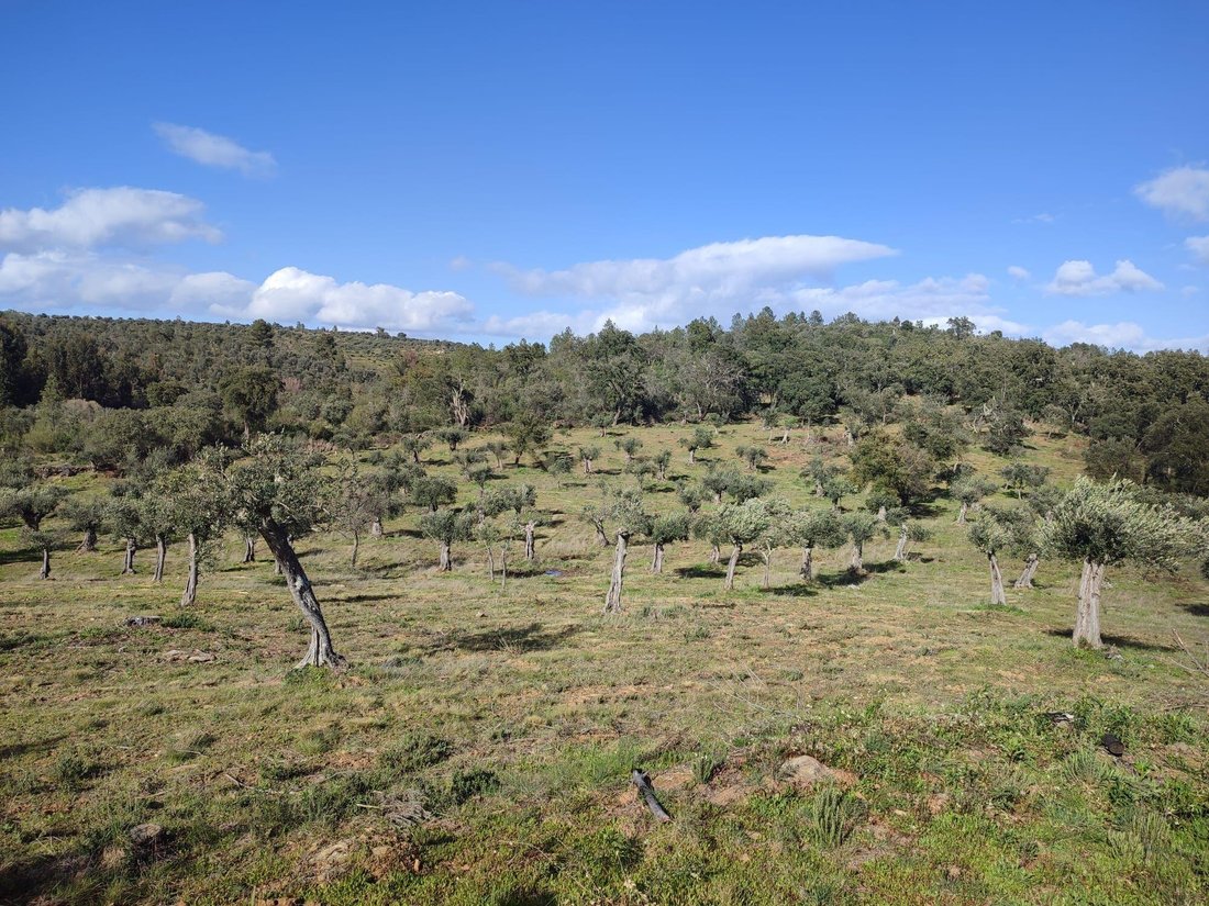 Farm Ranch in Escalos de Baixo, Castelo Branco, Portugal 3 - 14079750