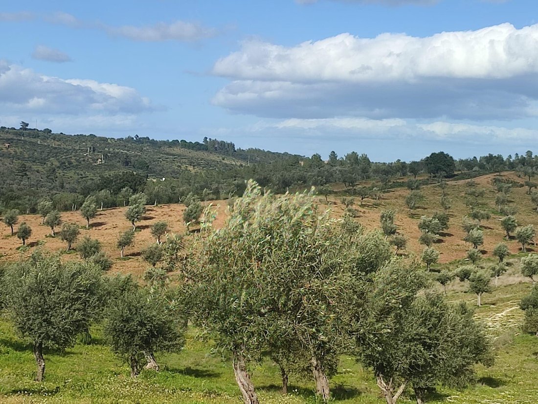Farm Ranch in Escalos de Baixo, Castelo Branco, Portugal 1 - 14079750