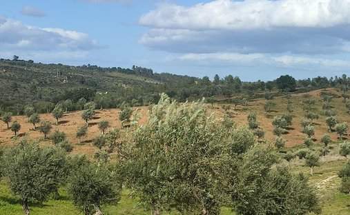 Farm Ranch in Escalos de Baixo, Castelo Branco, Portugal 1
